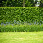 Hecke im Herbst pflanzen