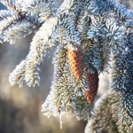 weihnachtsbaum-tipps