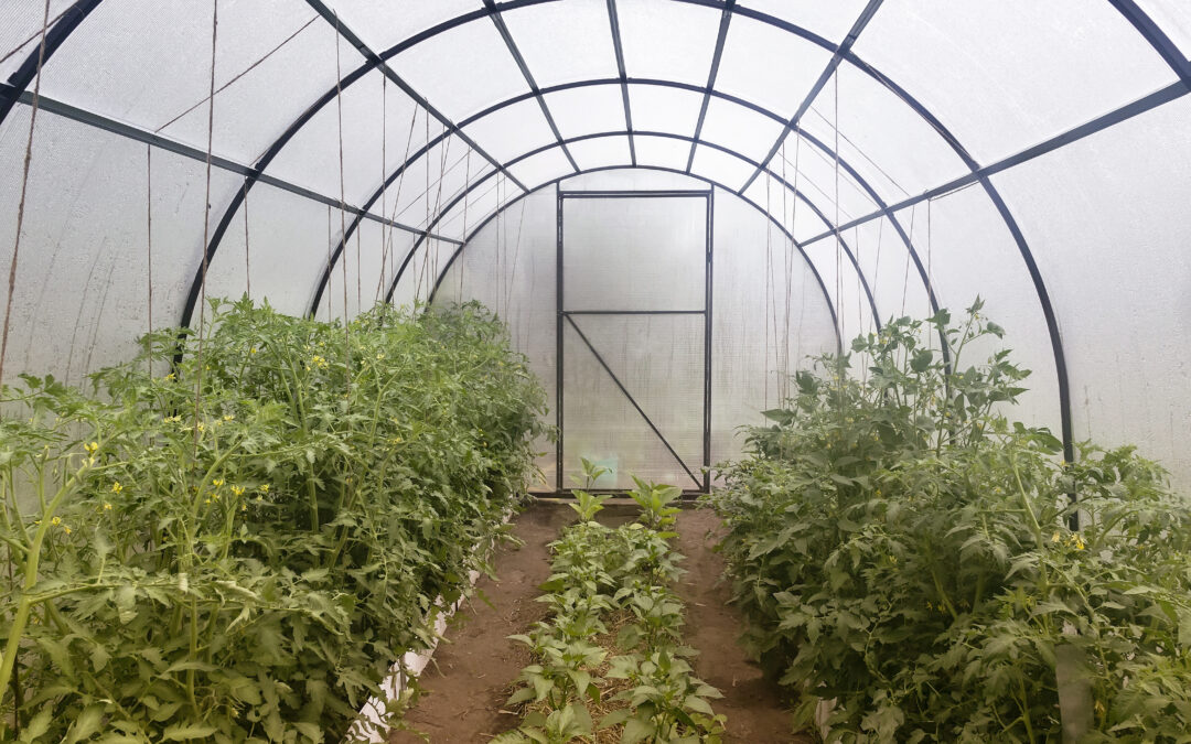 Tomatendach: Eine sinnvolle Anschaffung