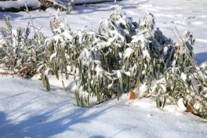 51351221 - herbs under snow in herbal rustic home garden. winter lavender, lavandula and sage.