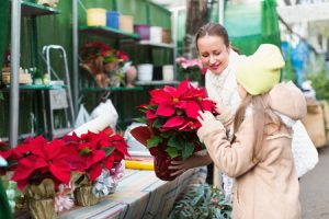 Zeit Weihnachtssterne zu kaufen