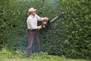 43154178 - cutting garden hedge with a petrol hedgecutter