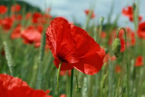 Klatschmohn Klatschmohn