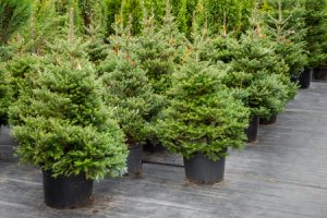 40900148 - christmas trees in pots for sale