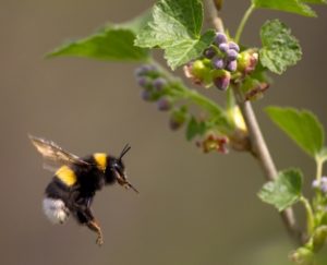 Hummel fliegt im Garten