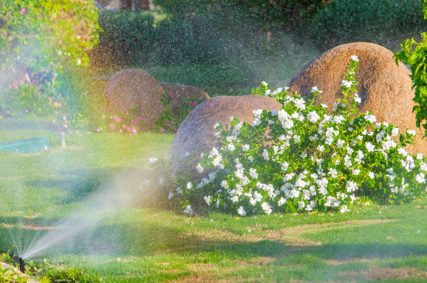 So überleben Garten-Pflanzen sicher Ihren Sommerurlaub