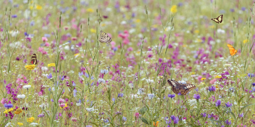 Tipps für einen nachhaltigen Garten