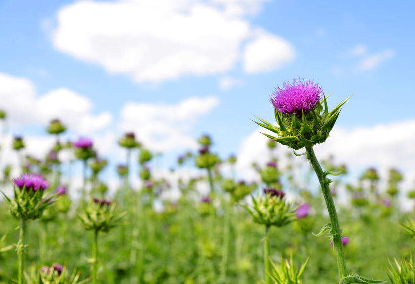 Disteln als schöner Gartenschmuck