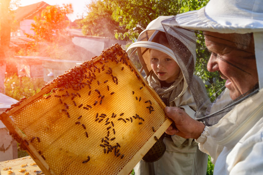 Bienen mieten – eine Option für Hobbygärtner?