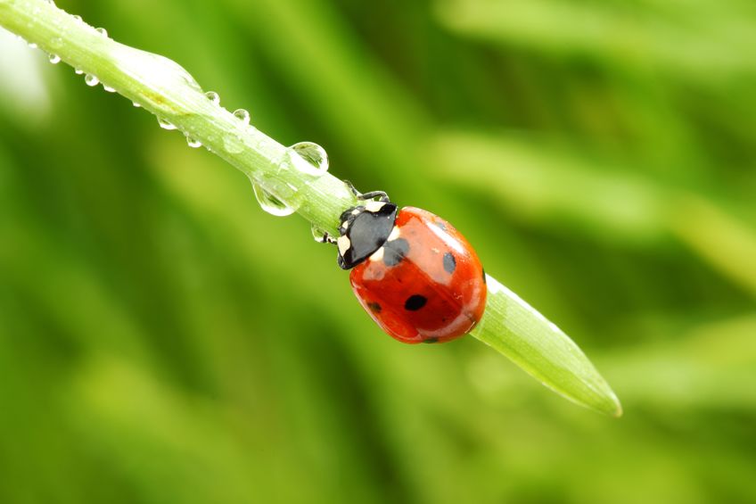 Diese Nützlinge bereichern Ihren Garten