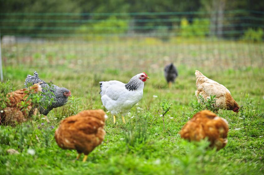 Hühner im Garten – für Jeden geeignet?