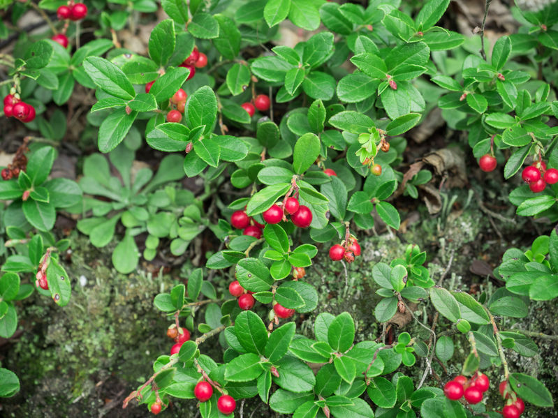 Cranberries im eigenen Garten anbauen