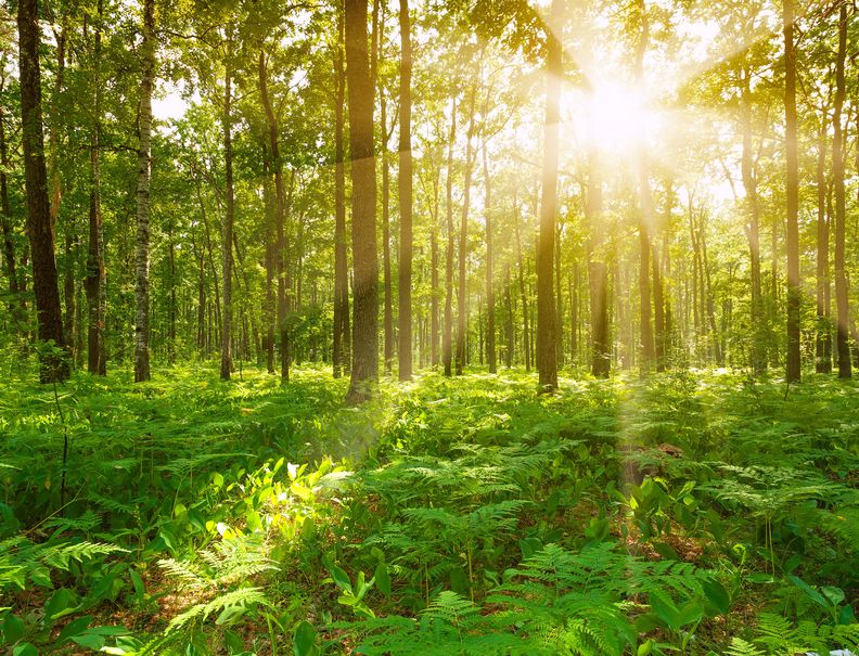 Waldgärten – ein Konzept ähnlich der Permakultur