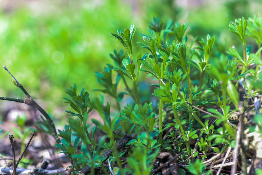 Essbare Pflanzen aus dem Garten