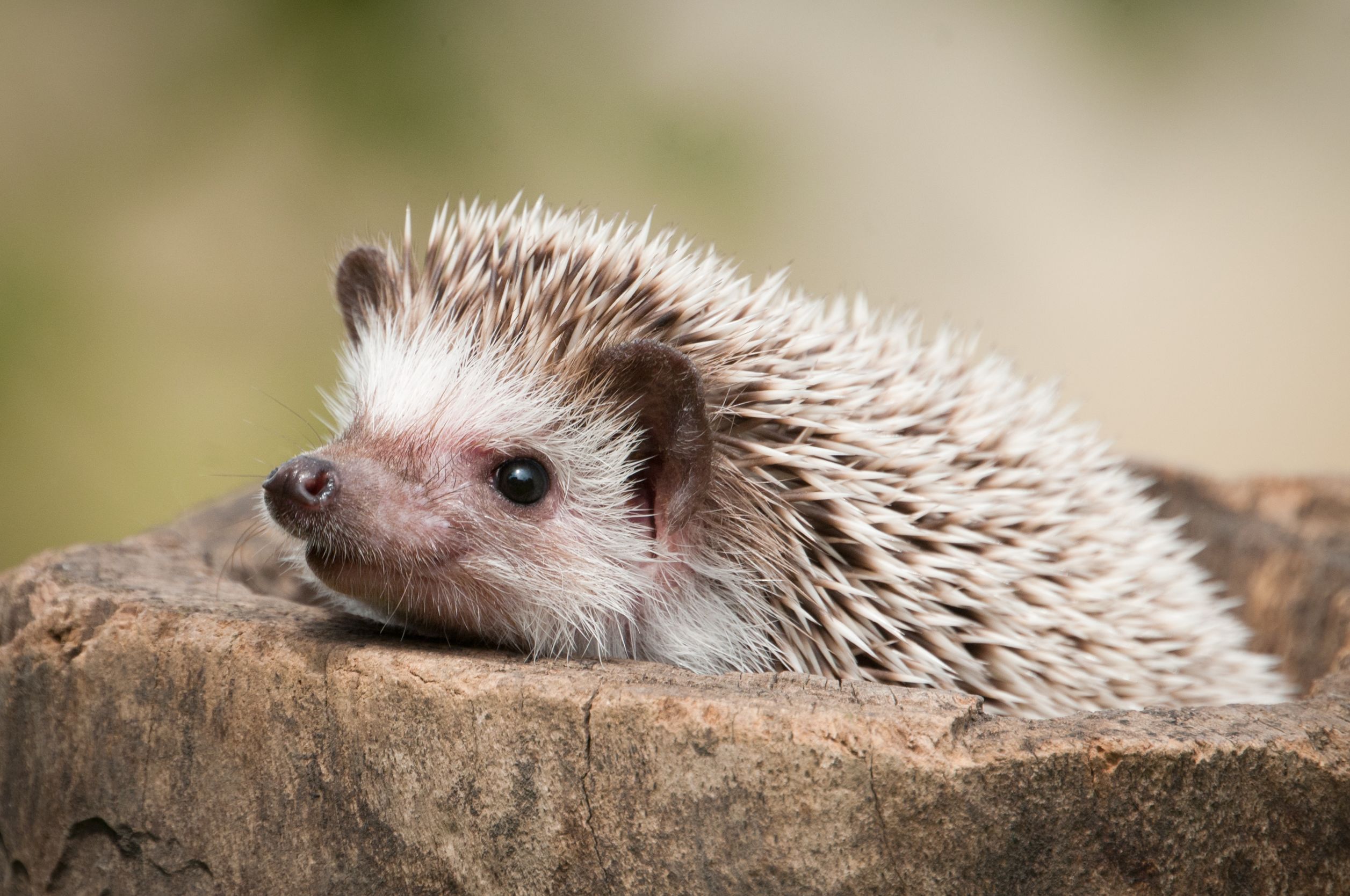 So wird Ihr Garten zum Winterdomizil für Igel