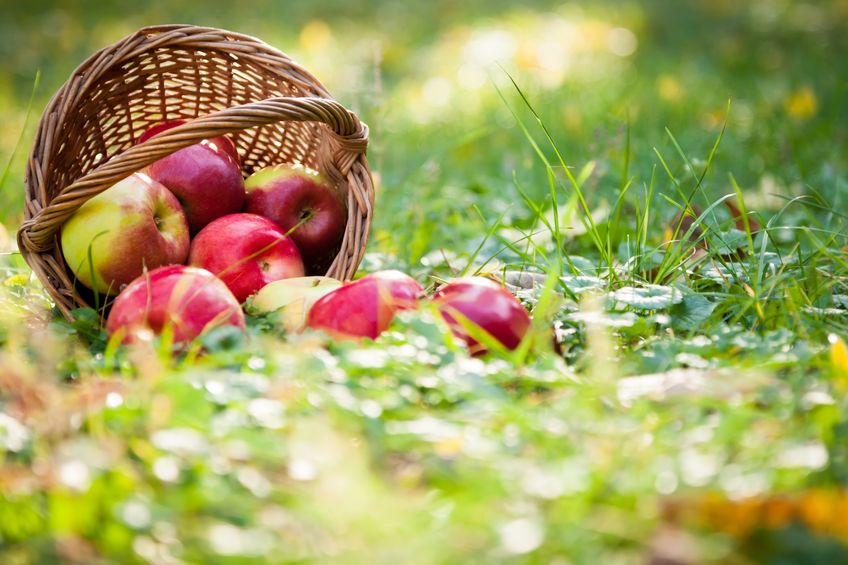 Grenzabstand von Obstbäumen im eigenen Garten