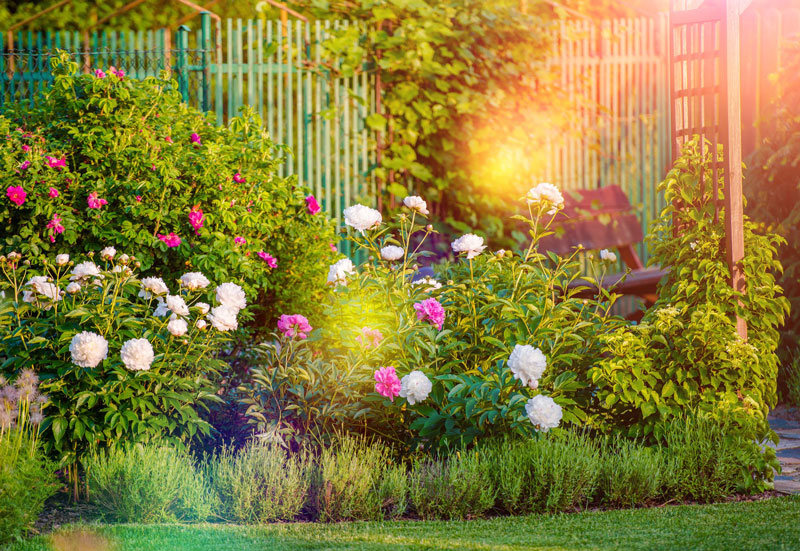 Pflanzenpracht im Garten: So düngen Sie richtig