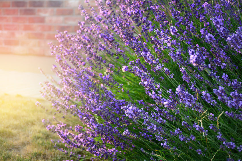 Lavendel im Sommer: So schneiden Sie ihn richtig