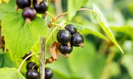 Beeren im Garten ziehen