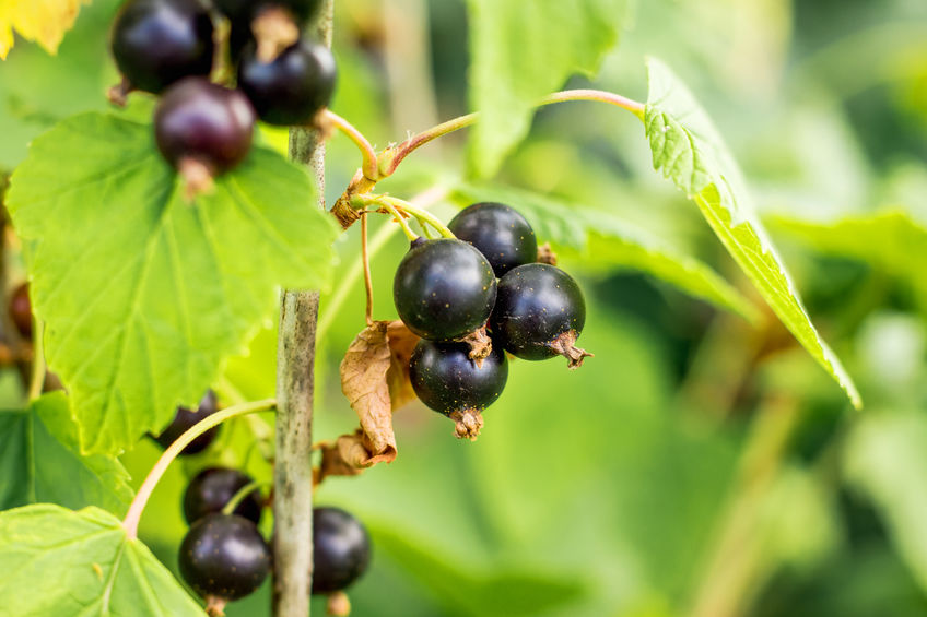 Beeren im Garten ziehen