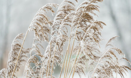 Den perfekten Winter-Garten anlegen