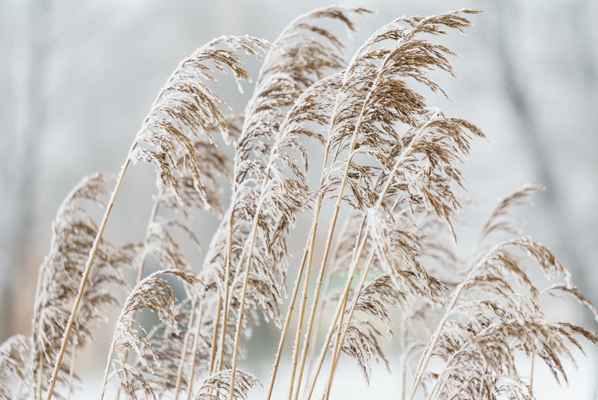 Den perfekten Winter-Garten anlegen