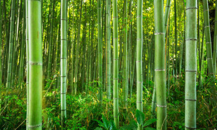 Bambus im Garten – wichtige Tipps