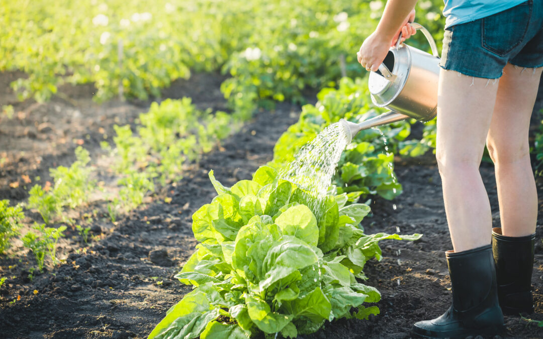 Selbstversorger-Garten anlegen – so wird’s gemacht