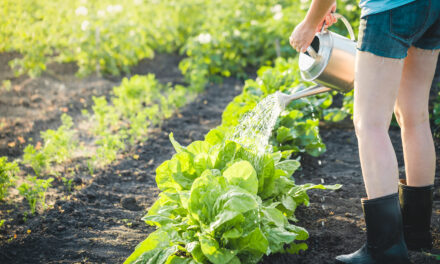 Selbstversorger-Garten anlegen – so wird’s gemacht