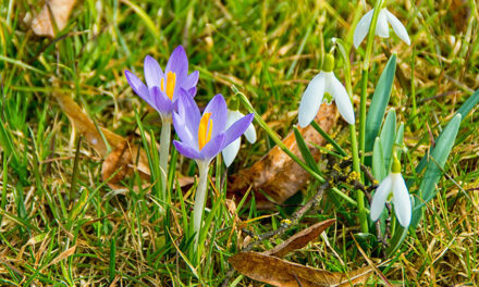 März! Offizieller Start in die Gartensaison. Wir freuen uns!