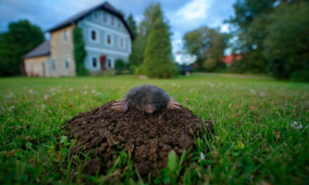 Maulwurf im Garten – was tun?