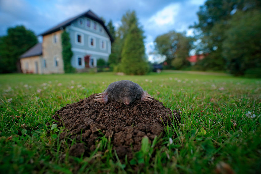 Maulwurf im Garten – was tun?