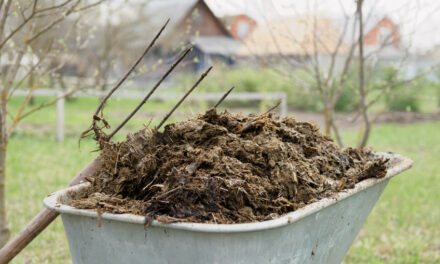 Mit Naturdünger Umwelt und Pflanzen schonen