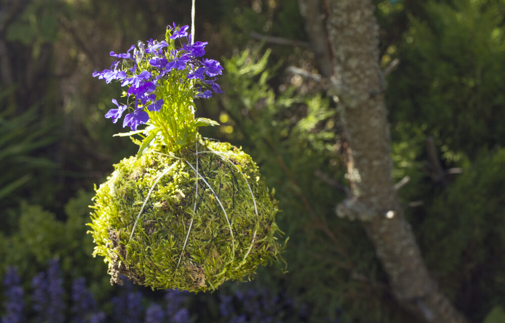 Kokedama in Eigenregie herstellen