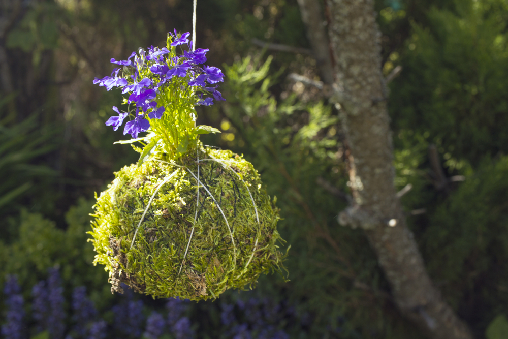 Kokedama in Eigenregie herstellen