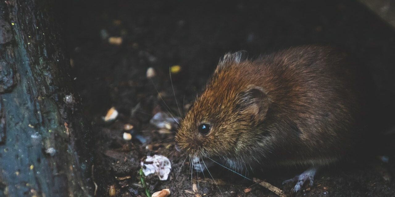 Ratten im Garten bekämpfen