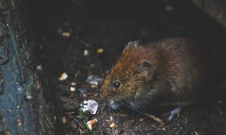 Ratten im Garten bekämpfen