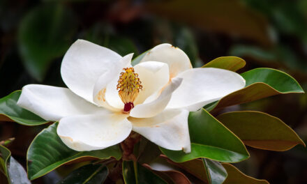 Die Pracht einer Sommermagnolie