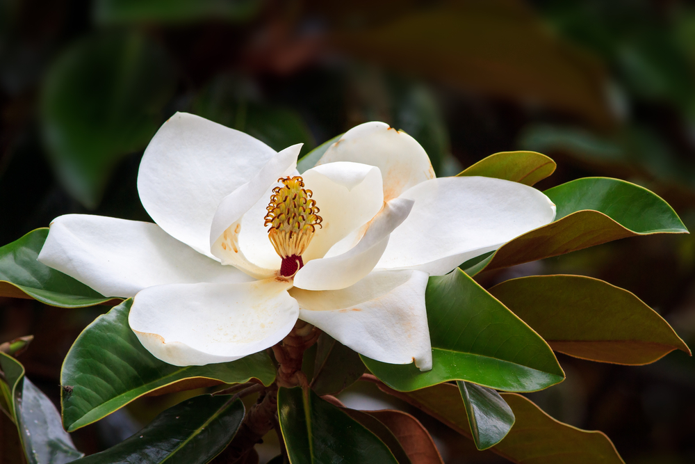 Die Pracht einer Sommermagnolie