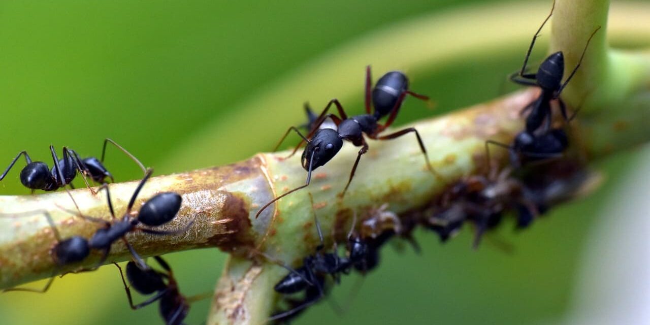 Hausmittel gegen Ameisen – sind sie wirklich effektiv?