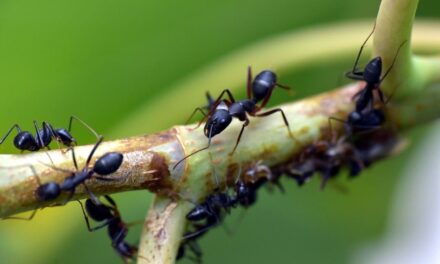 Hausmittel gegen Ameisen – sind sie wirklich effektiv?