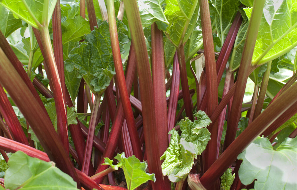 Rhabarber anbauen - So geht’s - Garten Kayser